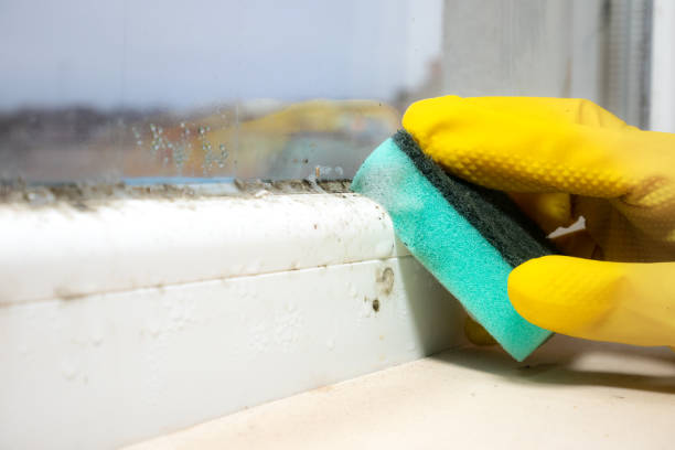 Best Commercial Mold Remediation in Cleona, PA